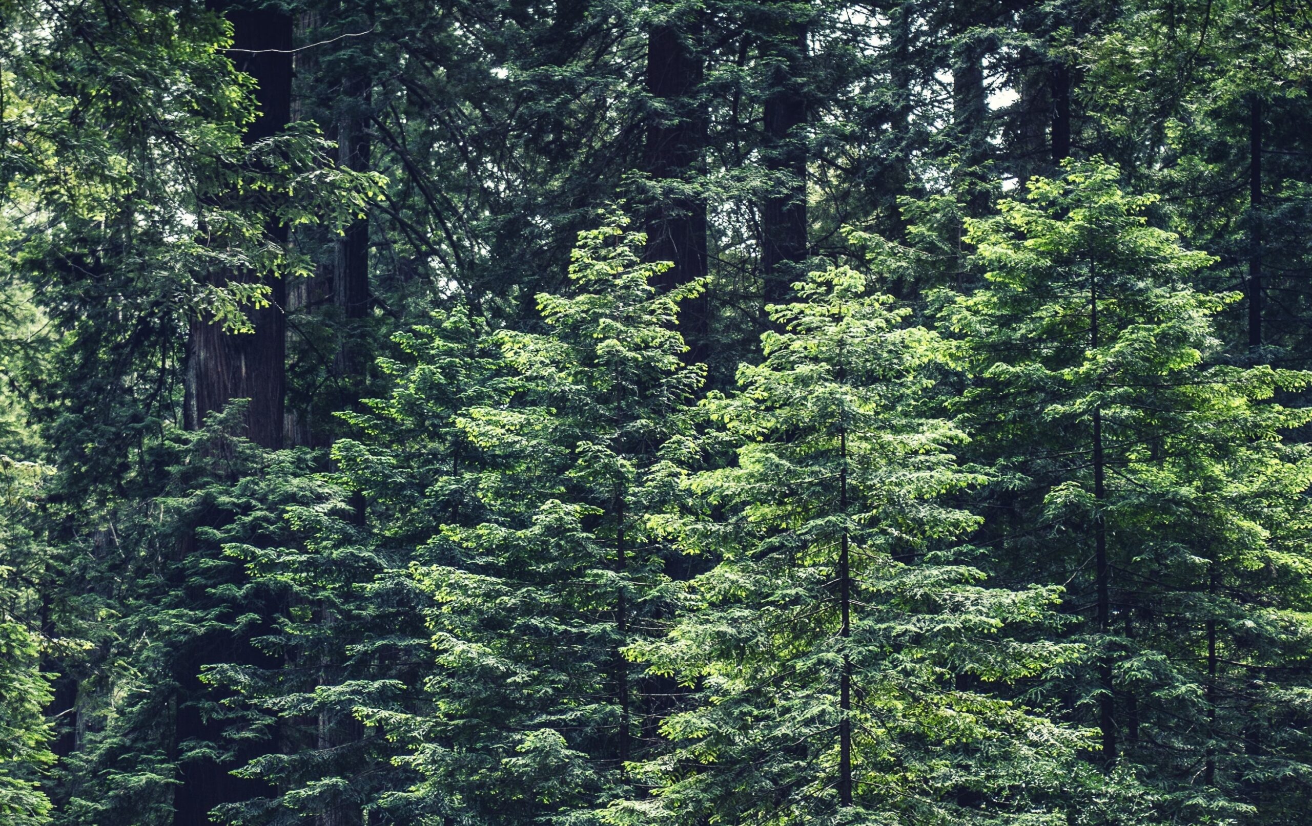 a forest of tall pine trees