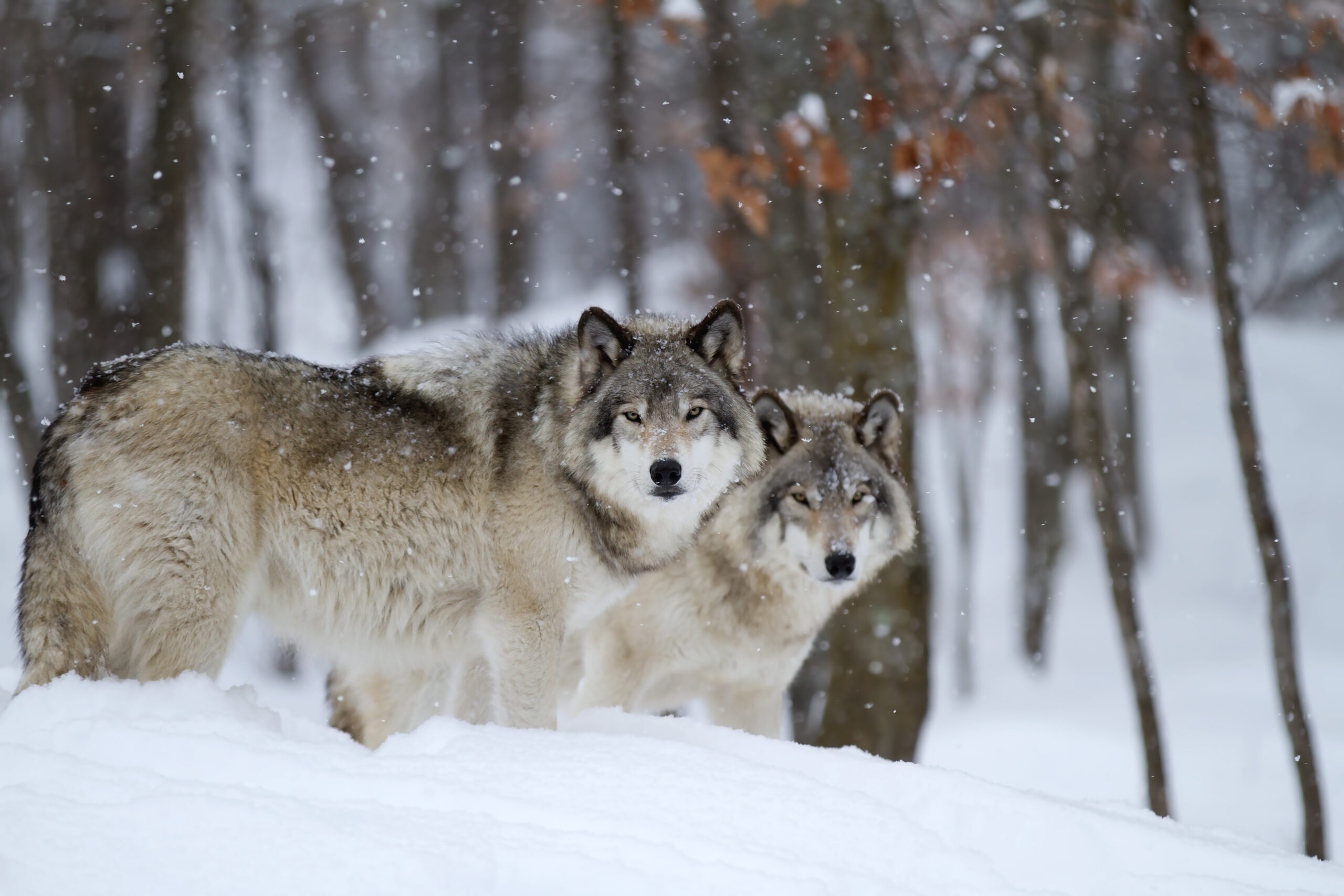 Timber wolves or Grey wolves (Canis lupus) walking through the snow