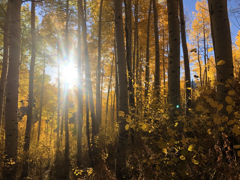 Sunlight filtering through yellow aspen trees in fall